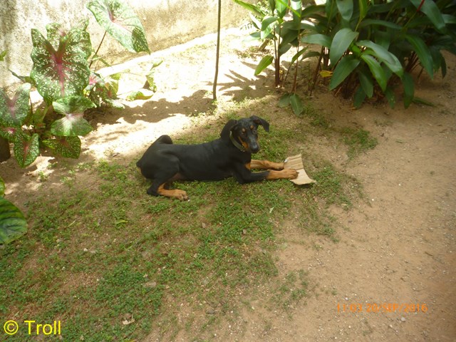 Flash im Garten mit Pappe (Kopie)