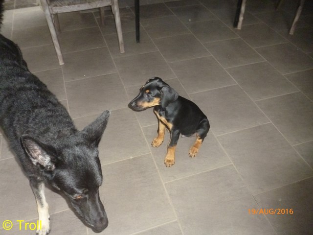 Flash staunt ueber Rex (Kopie)