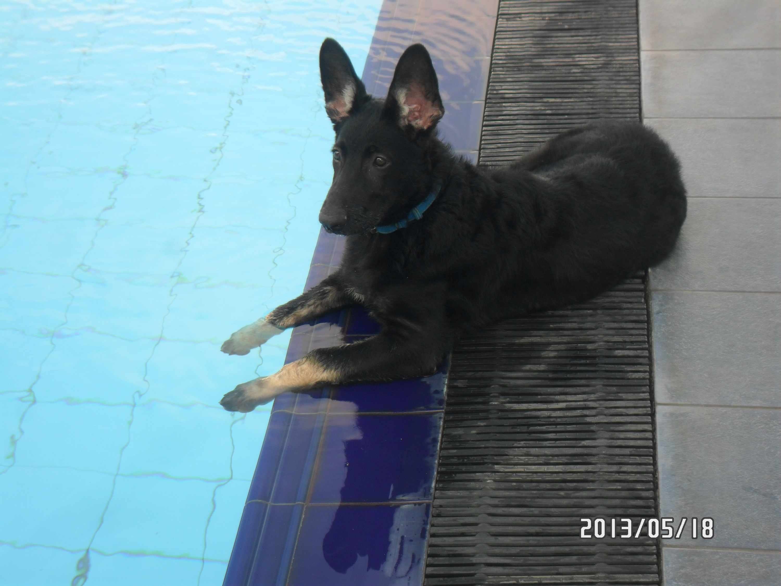 Rex am Pool mit Pfoten im Wasser
