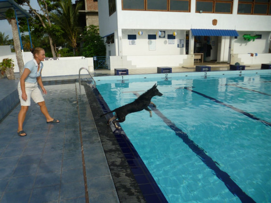Rex springt in den Pool 2 [1024x768]