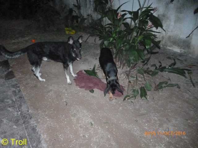 Rex und Flash beim spielen in den Pflanzen (Kopie)