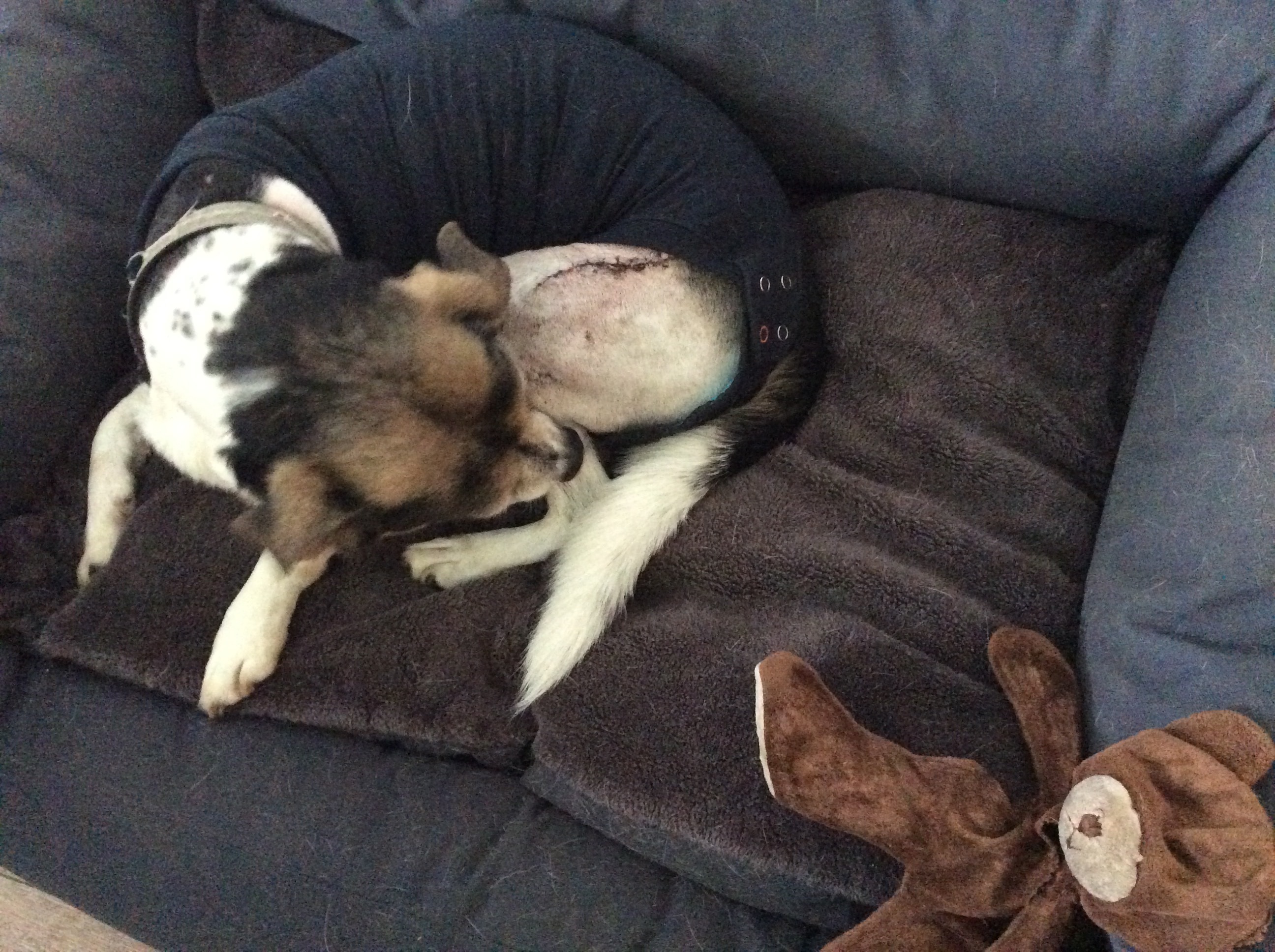 Pako ist wieder zuhause