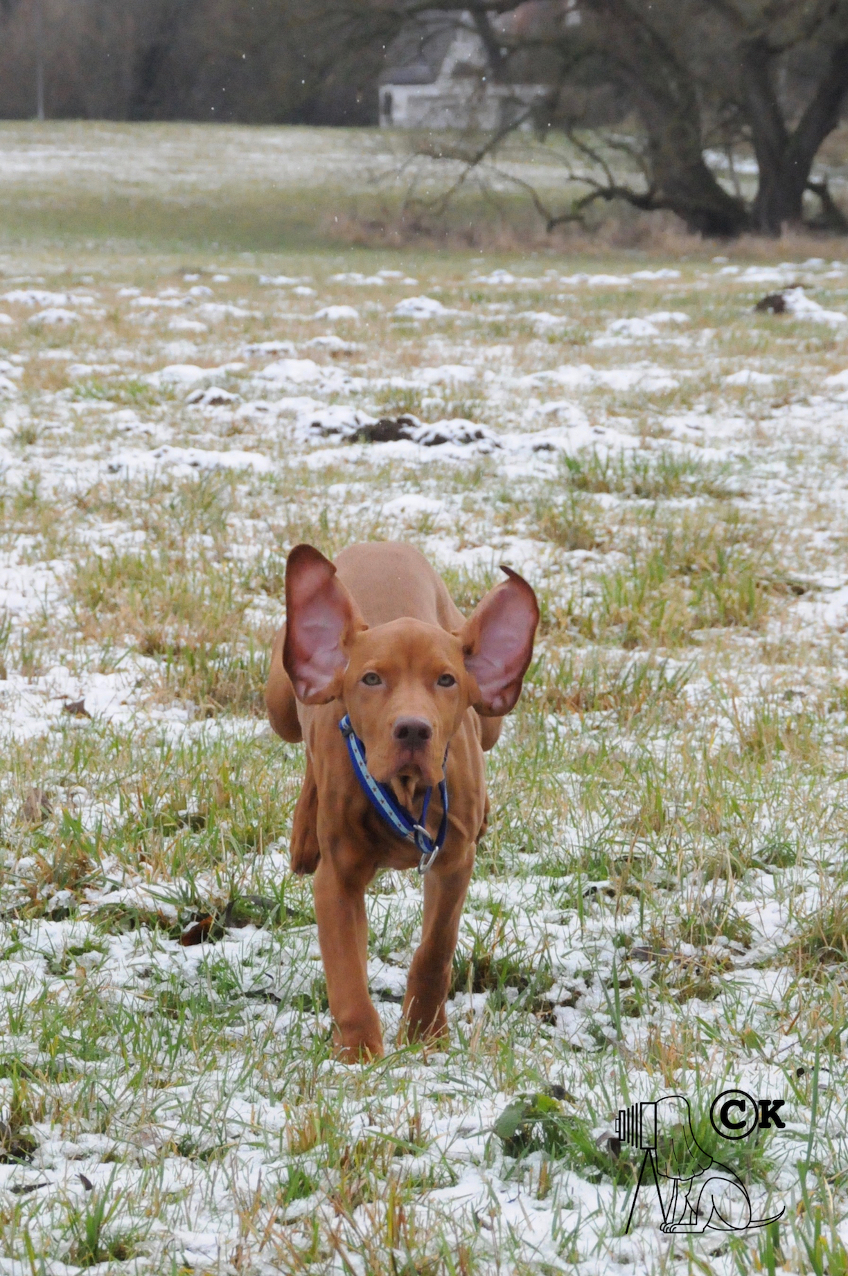 das kommt raus wenn man einen Vizsla mit einer Fledermaus kreuzt... "VIZBAT"