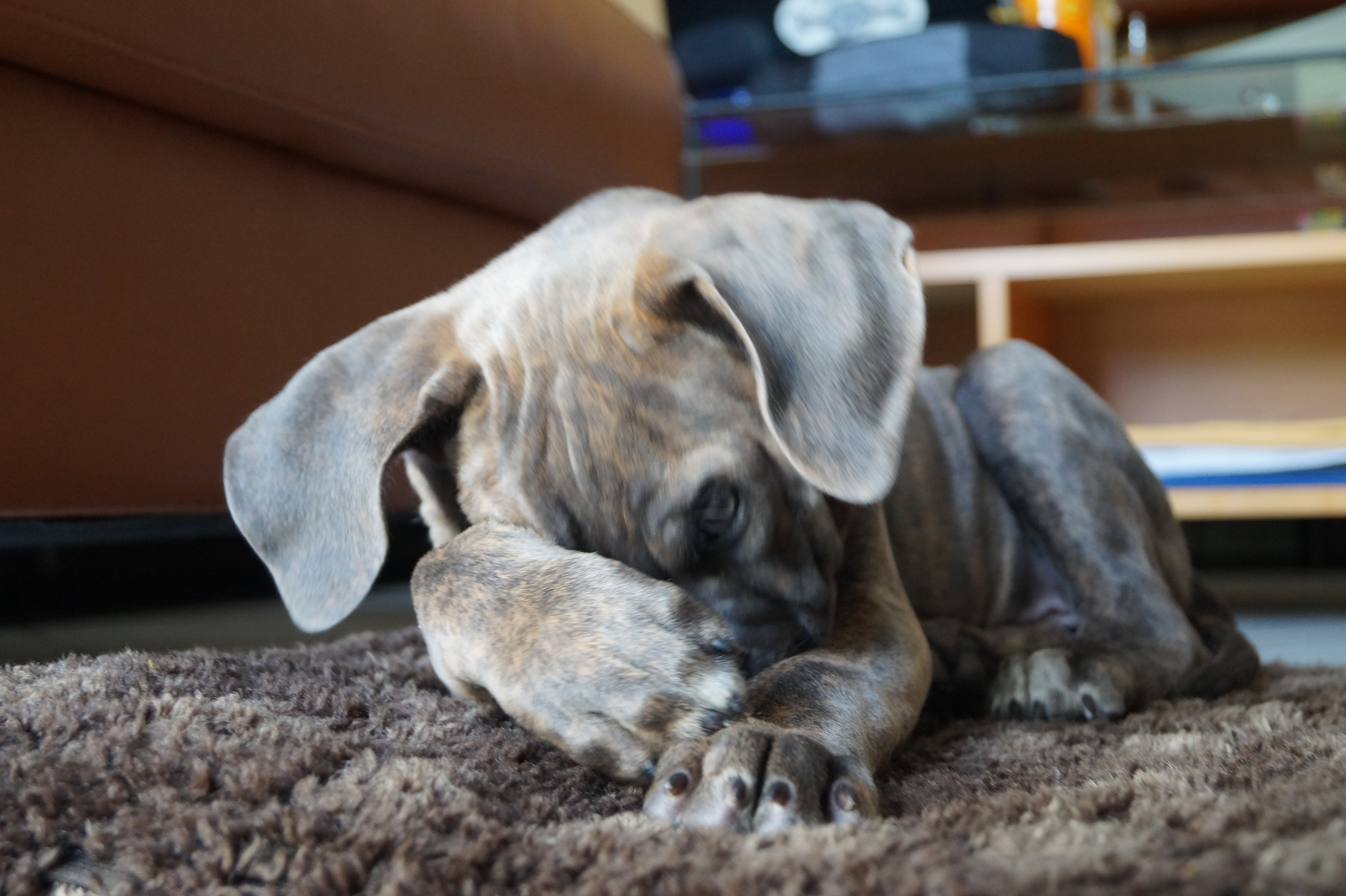 Cane Corso Püppi