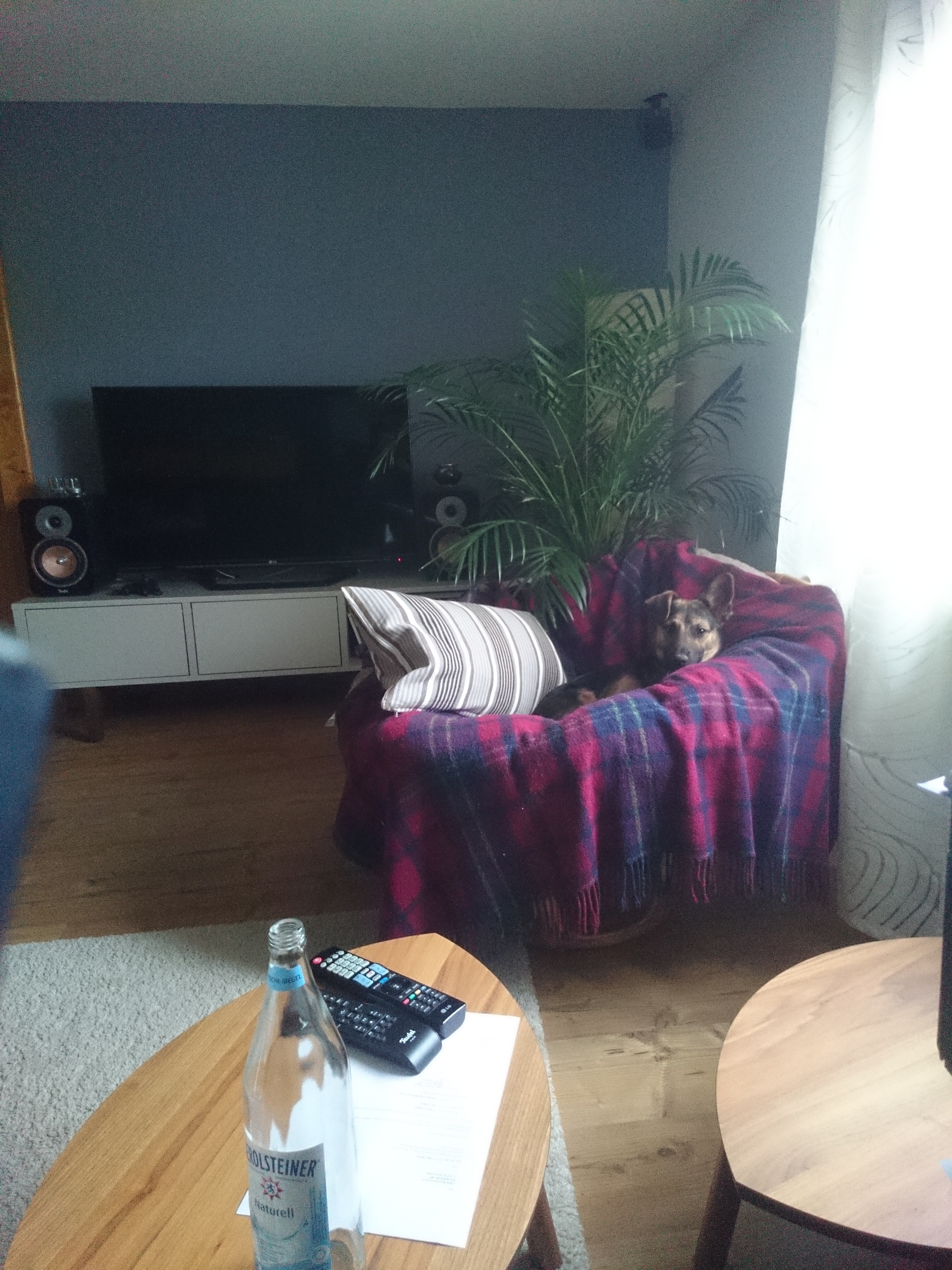 Barny auf seiner Decke