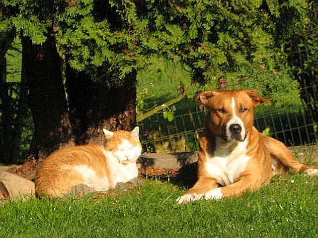 Diego und Kater Garfield
