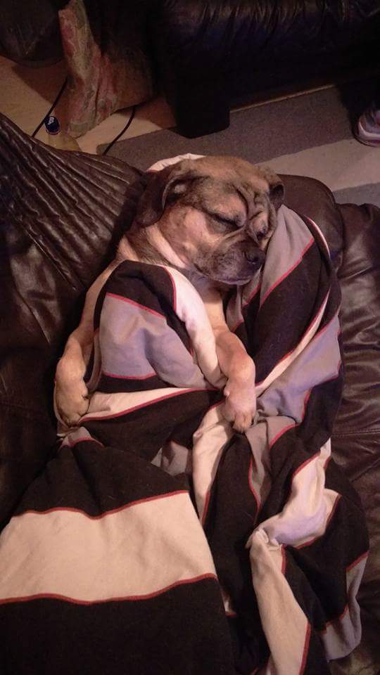 Rocky meine kleine schlafmütze