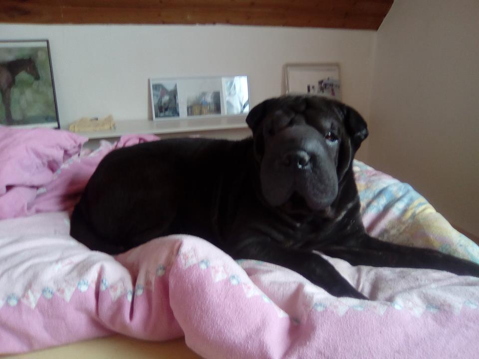 sannie bett 3