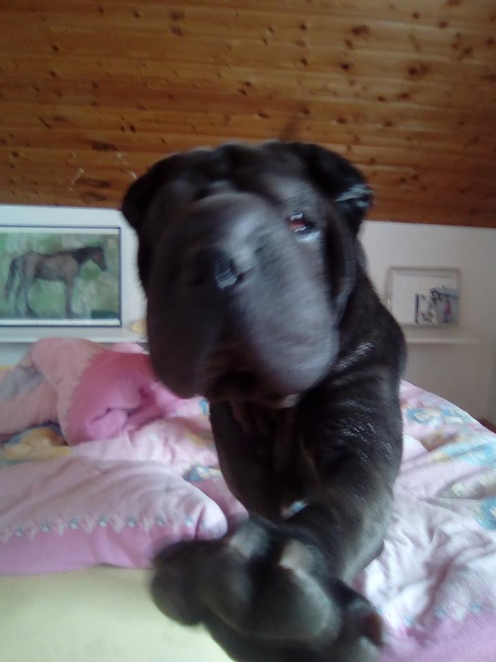 sannie bett