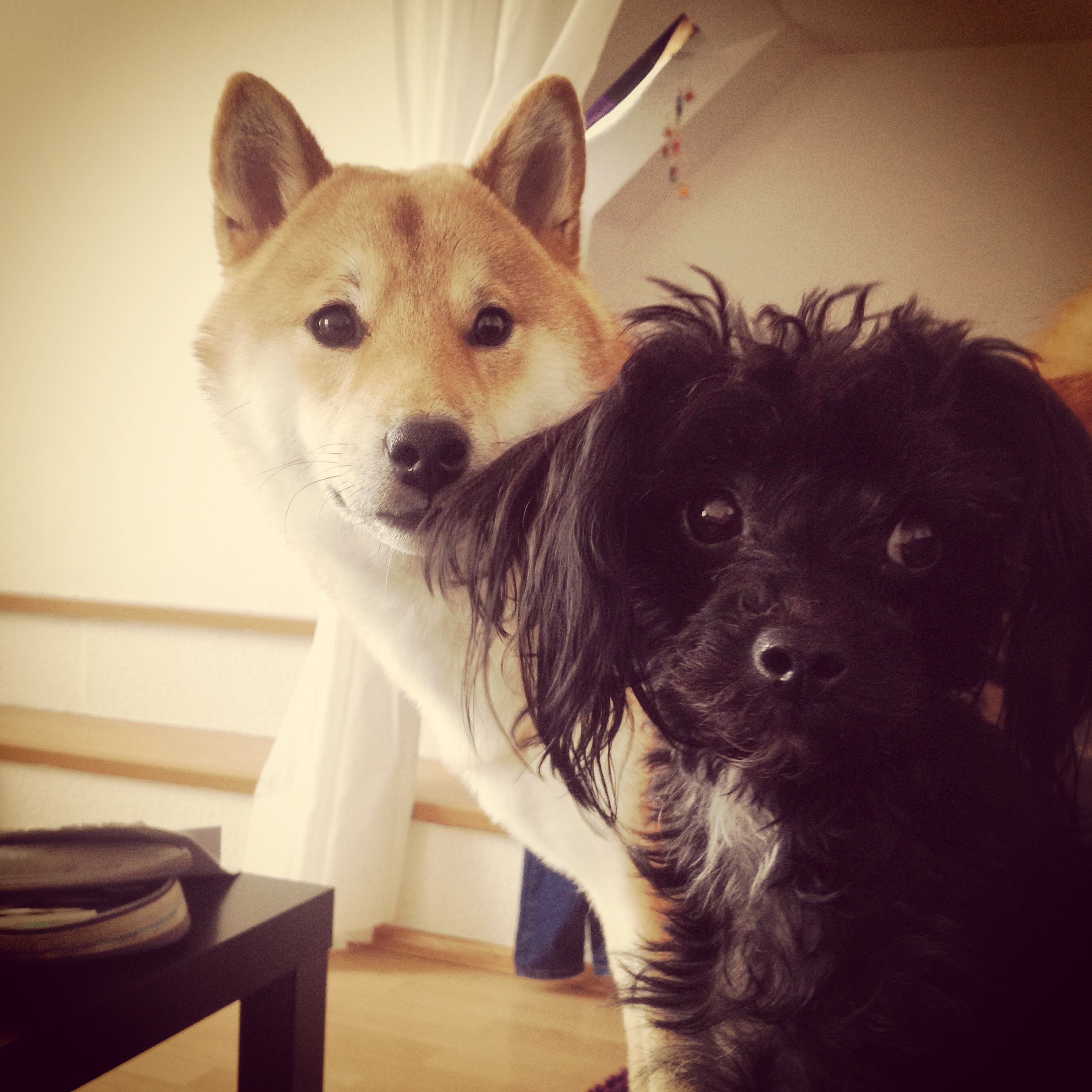 Yari & Coco (2015)