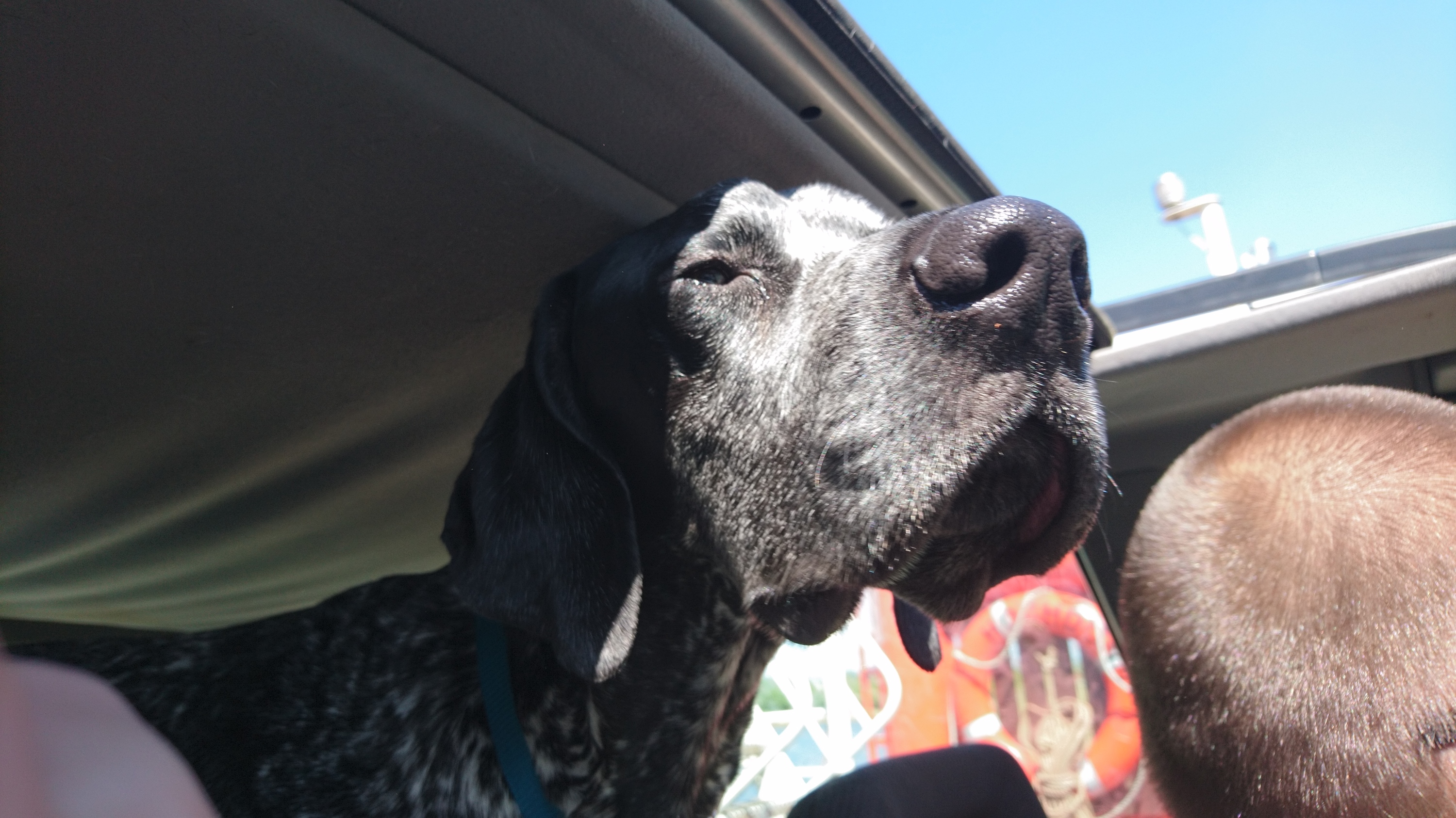 Pax fährt Fähre...