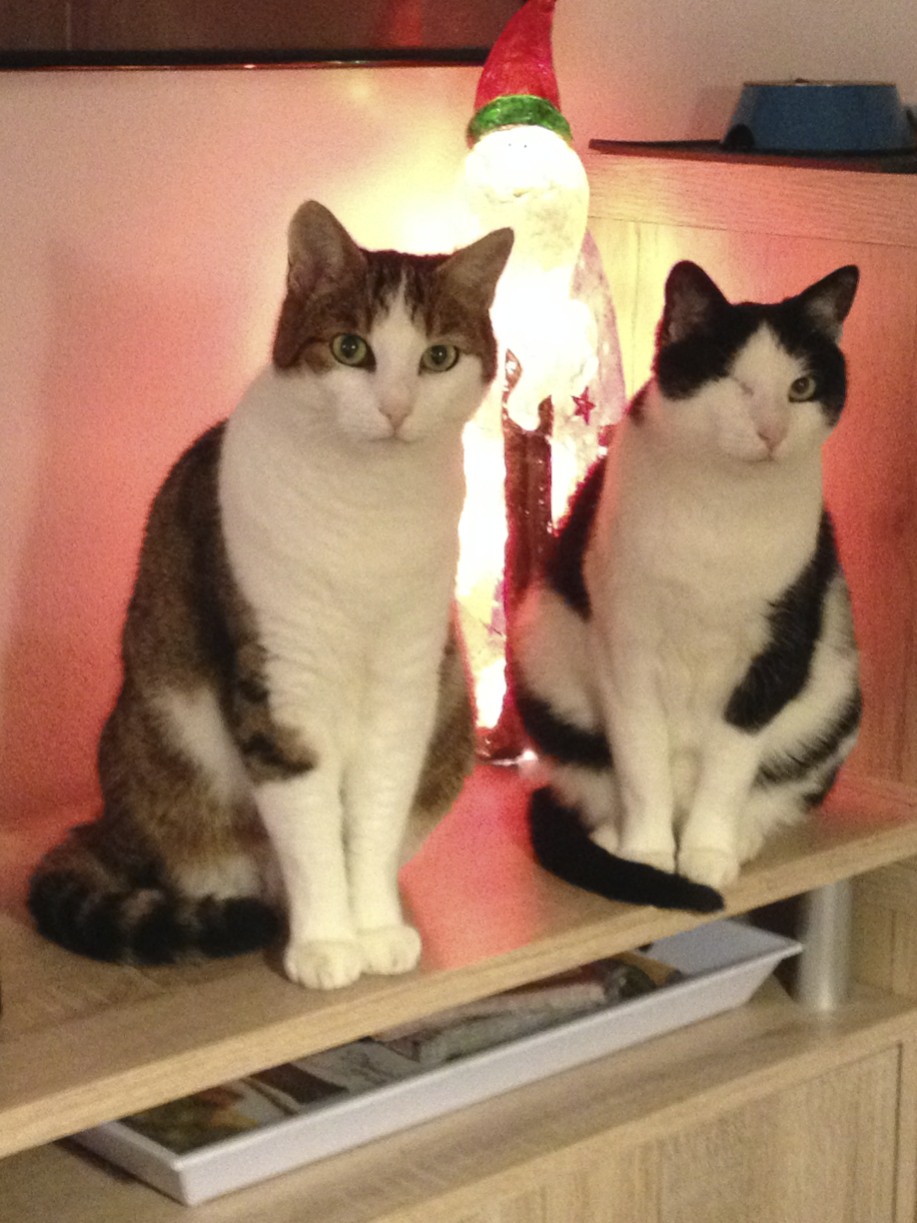 Findus und Fussel