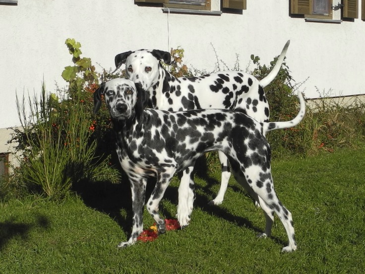 Sara und hinten Lilu