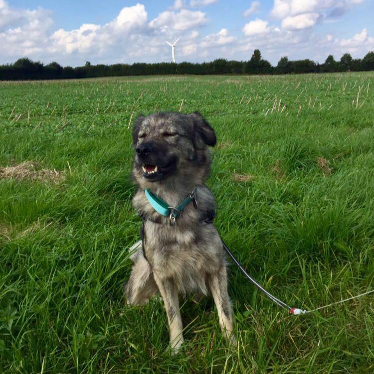 Luna genießt den Herbstwind :)