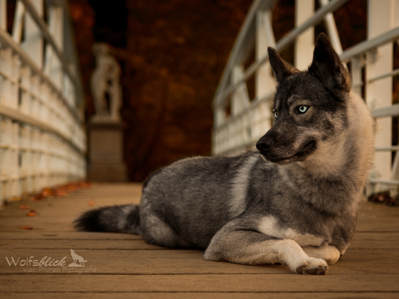 Tahlly Herbstbrücke