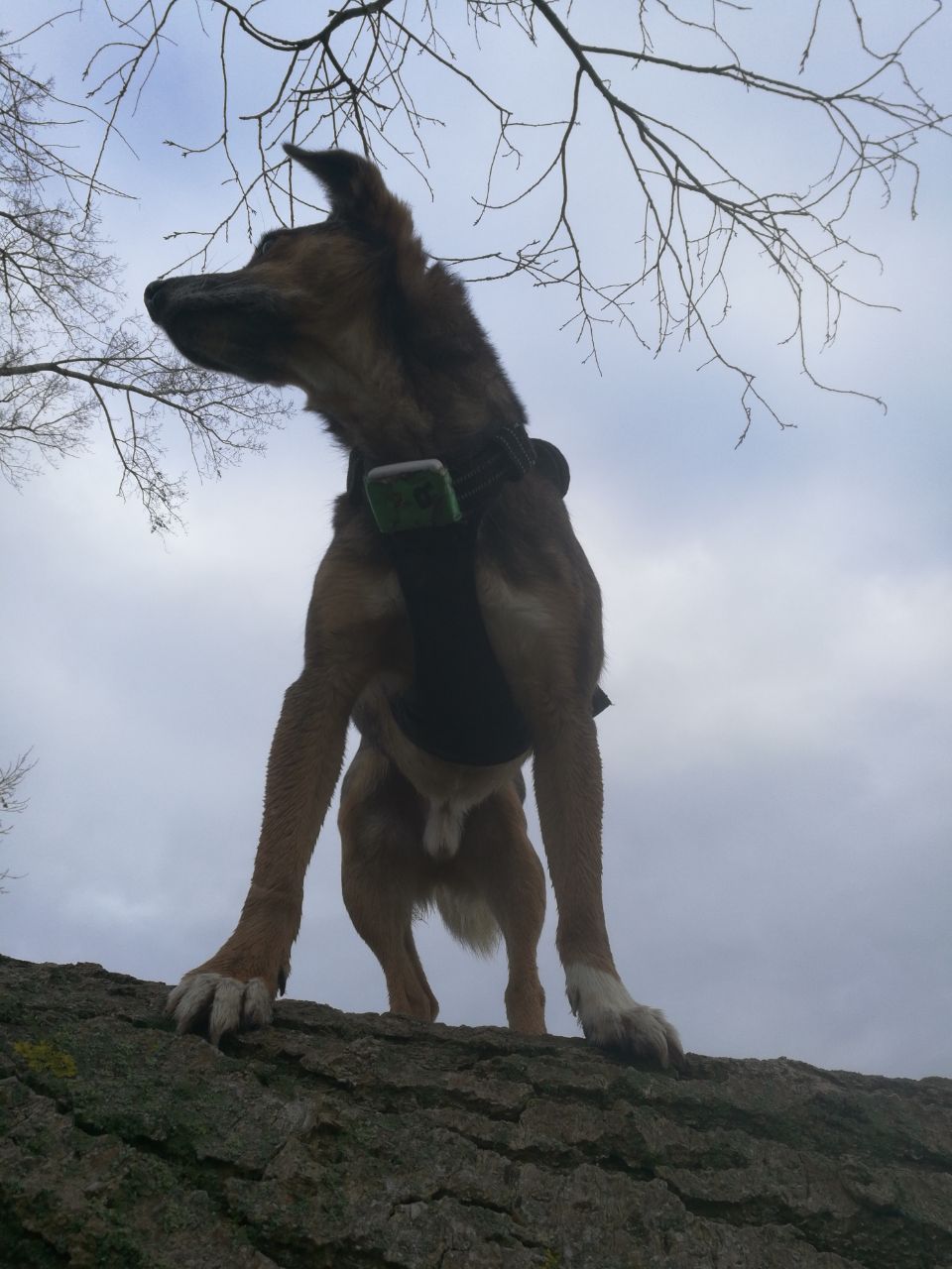 Klettert gerne auf umgestürzte Bäume