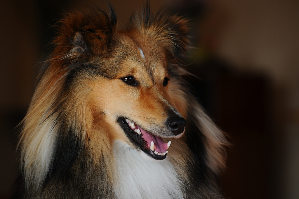 Ein Sheltie Portrait