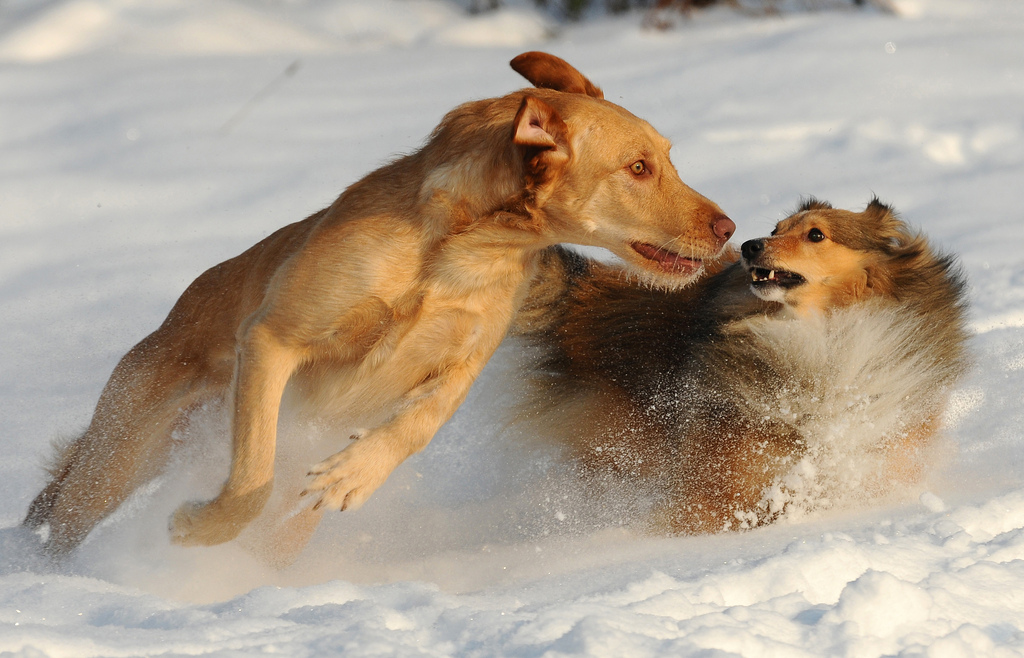 Ich bin schneller als du