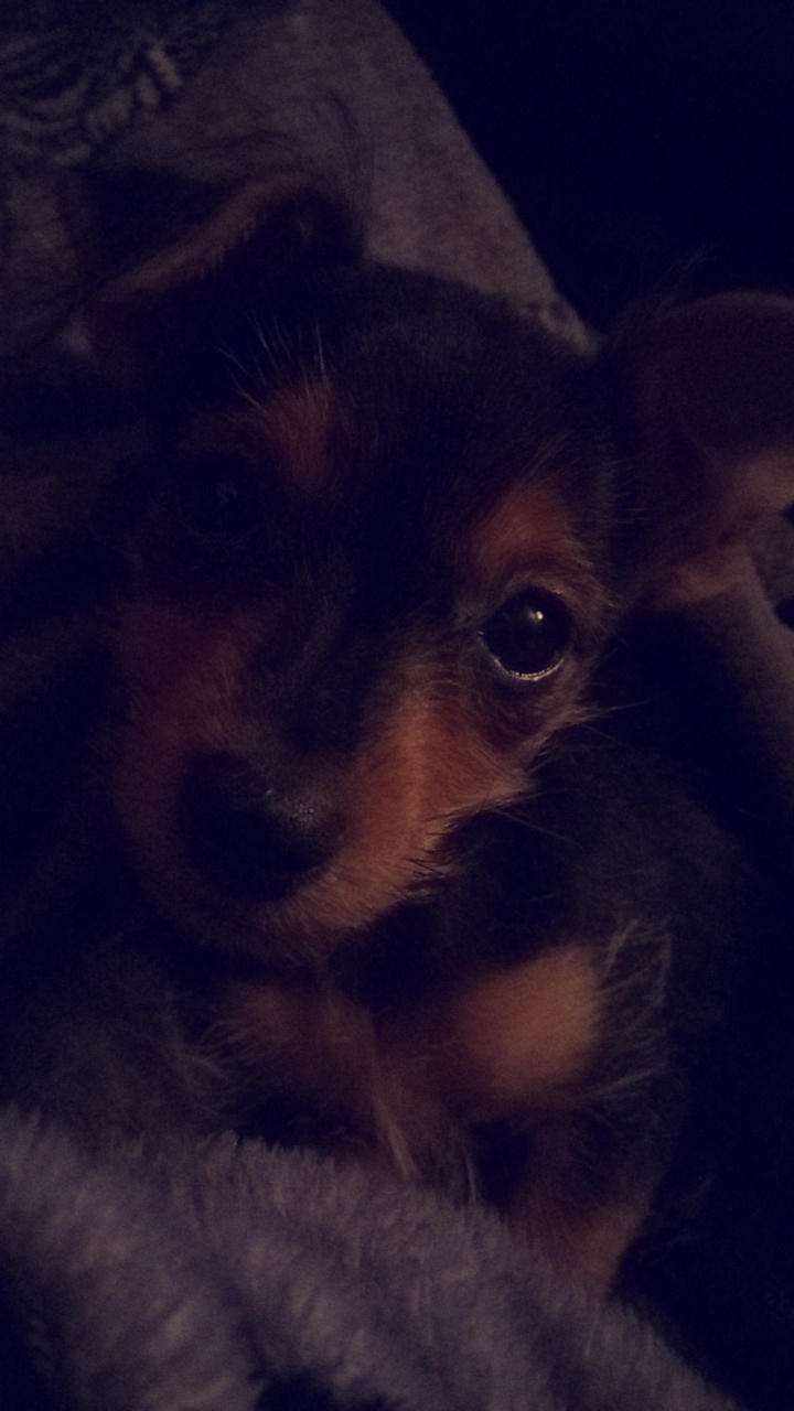 Kimba, 12 Wochen alt <3