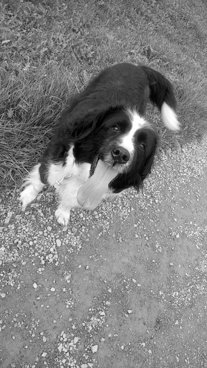 Roxy, 12 Jahre alt <3