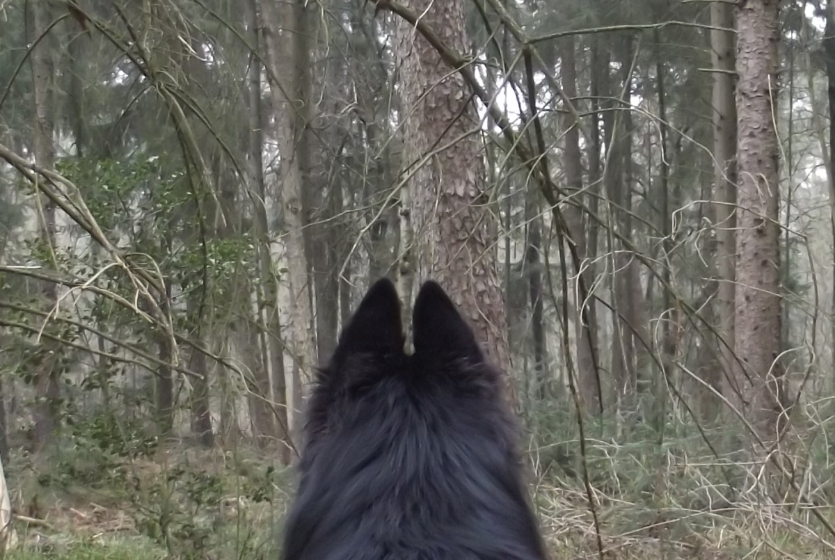 In einem unbekannten Wald