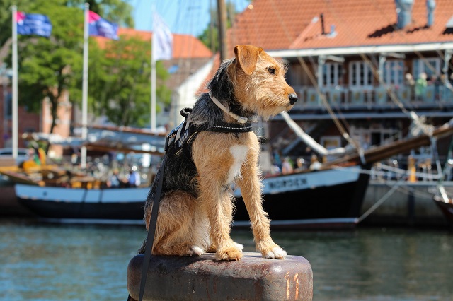 Ein Schiff wird kommen