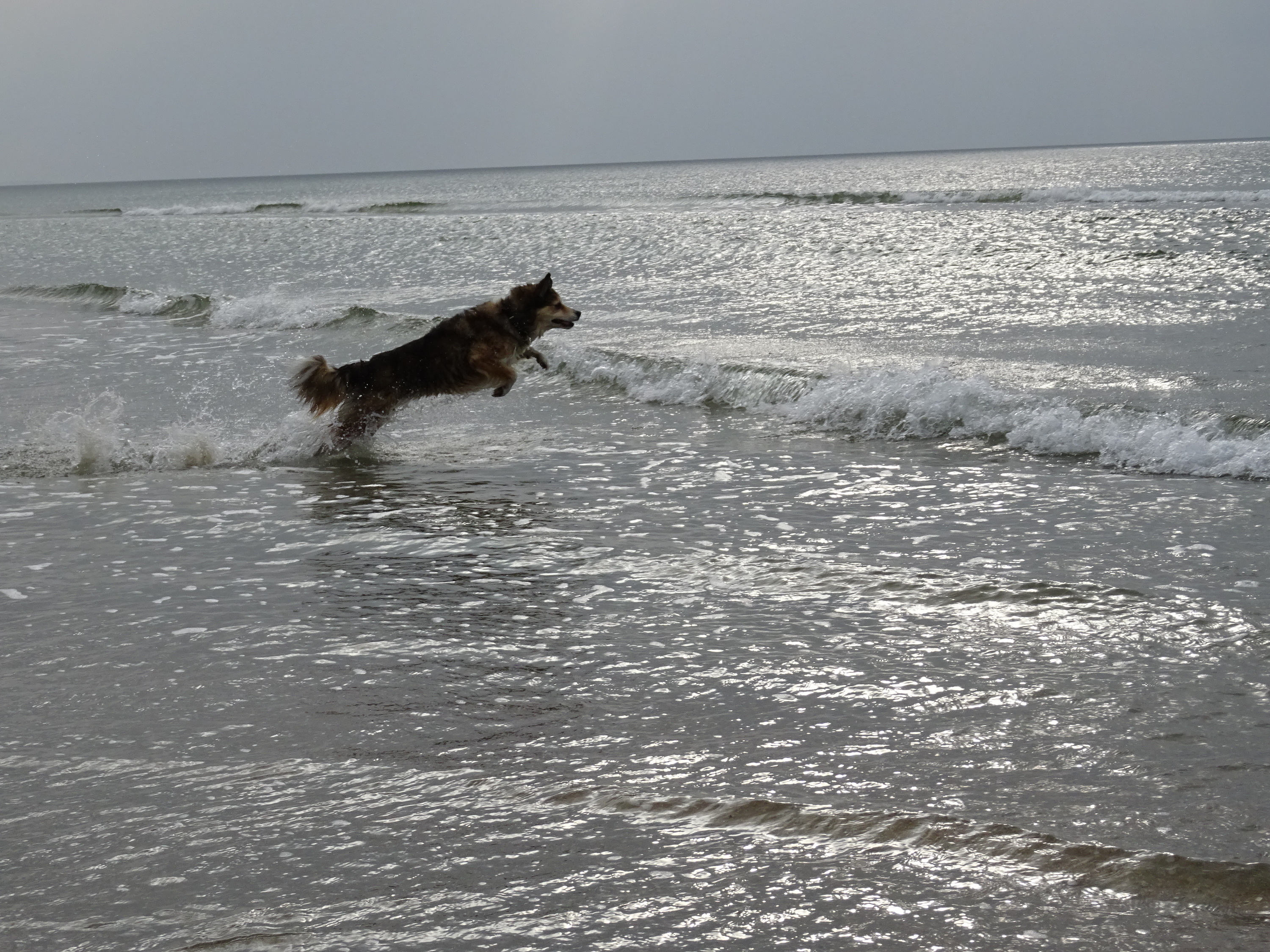 Die eine fliegt übers Wasser in die Fluten