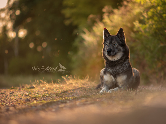 Tahlly im Abendlicht <3