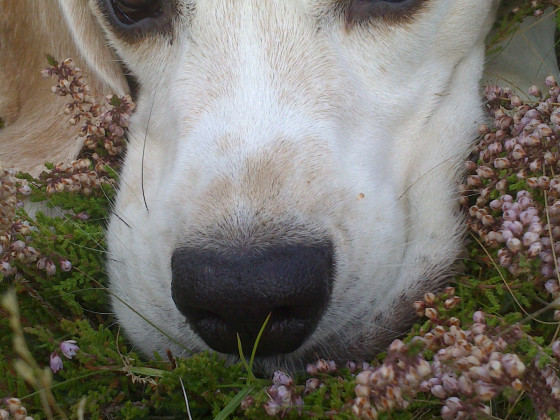 Beagle-Blick <3