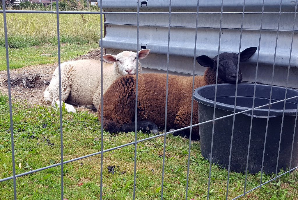 Lammböckchen