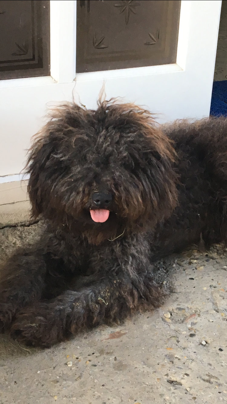 Ungarn Puli