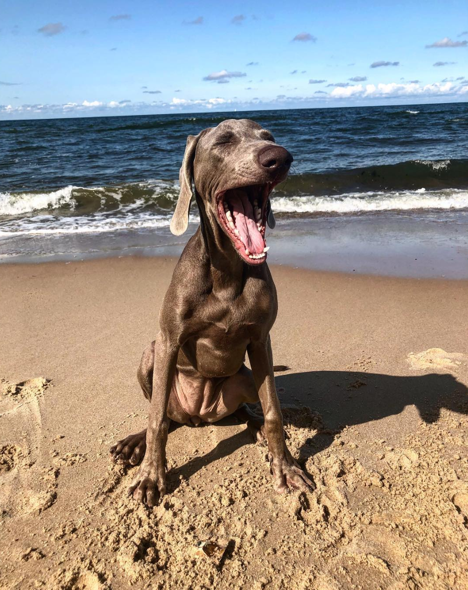 Miley angekommen an der Ost-See