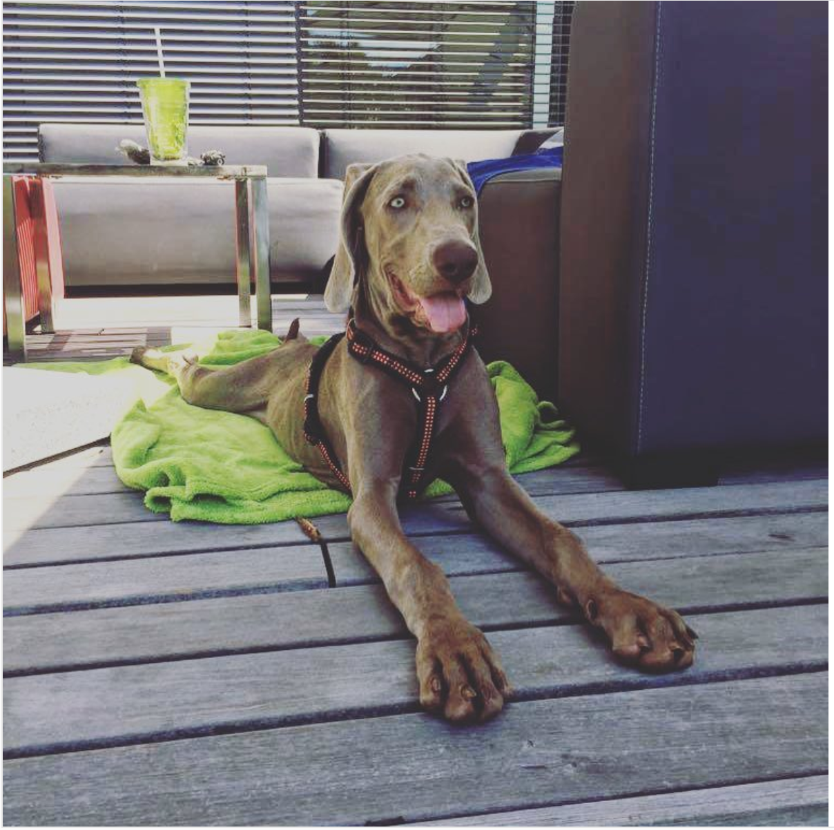 Da ist Miley schon vieeeeeel größer, ein Junghund :D