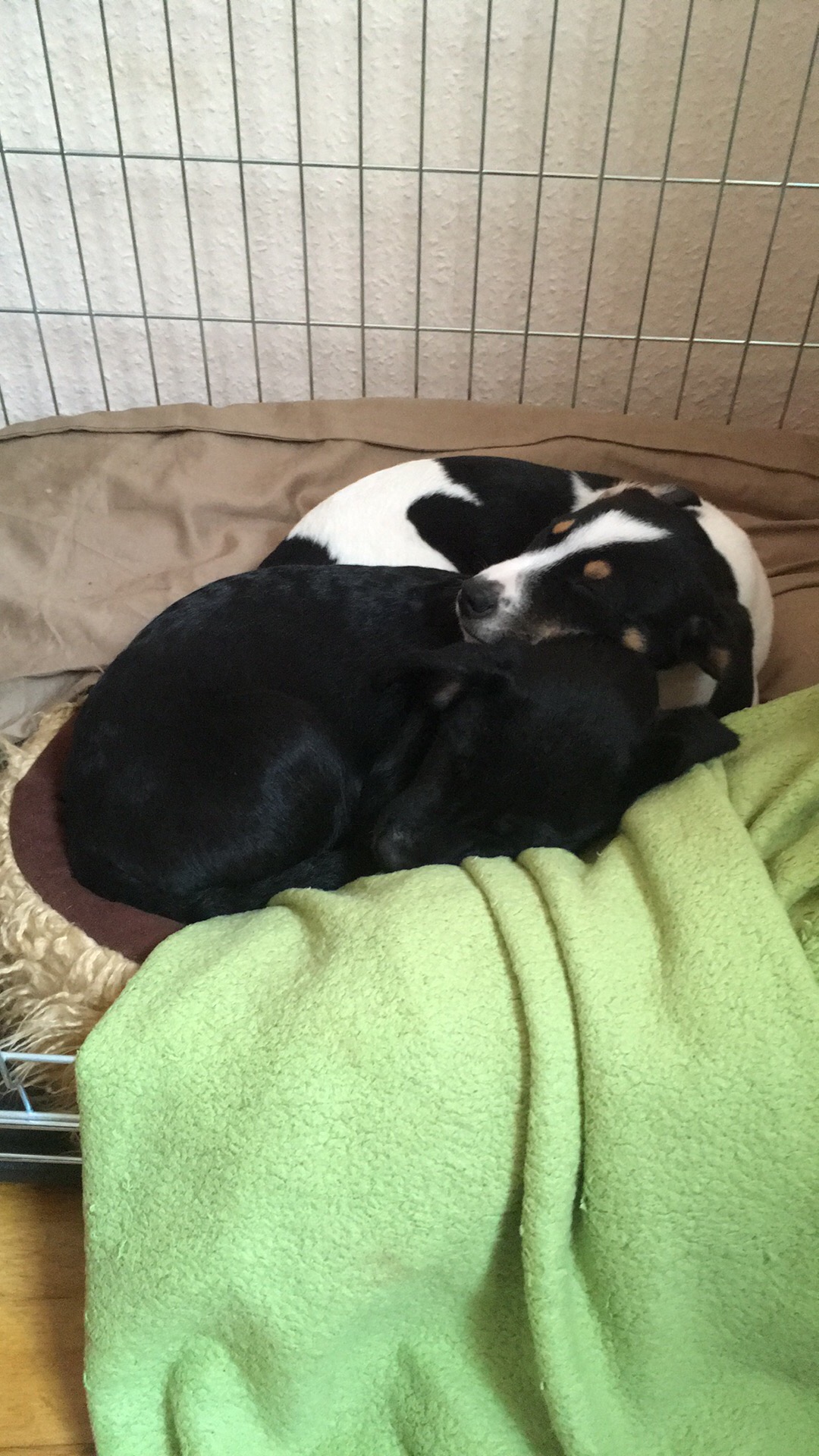 Kuschelalarm