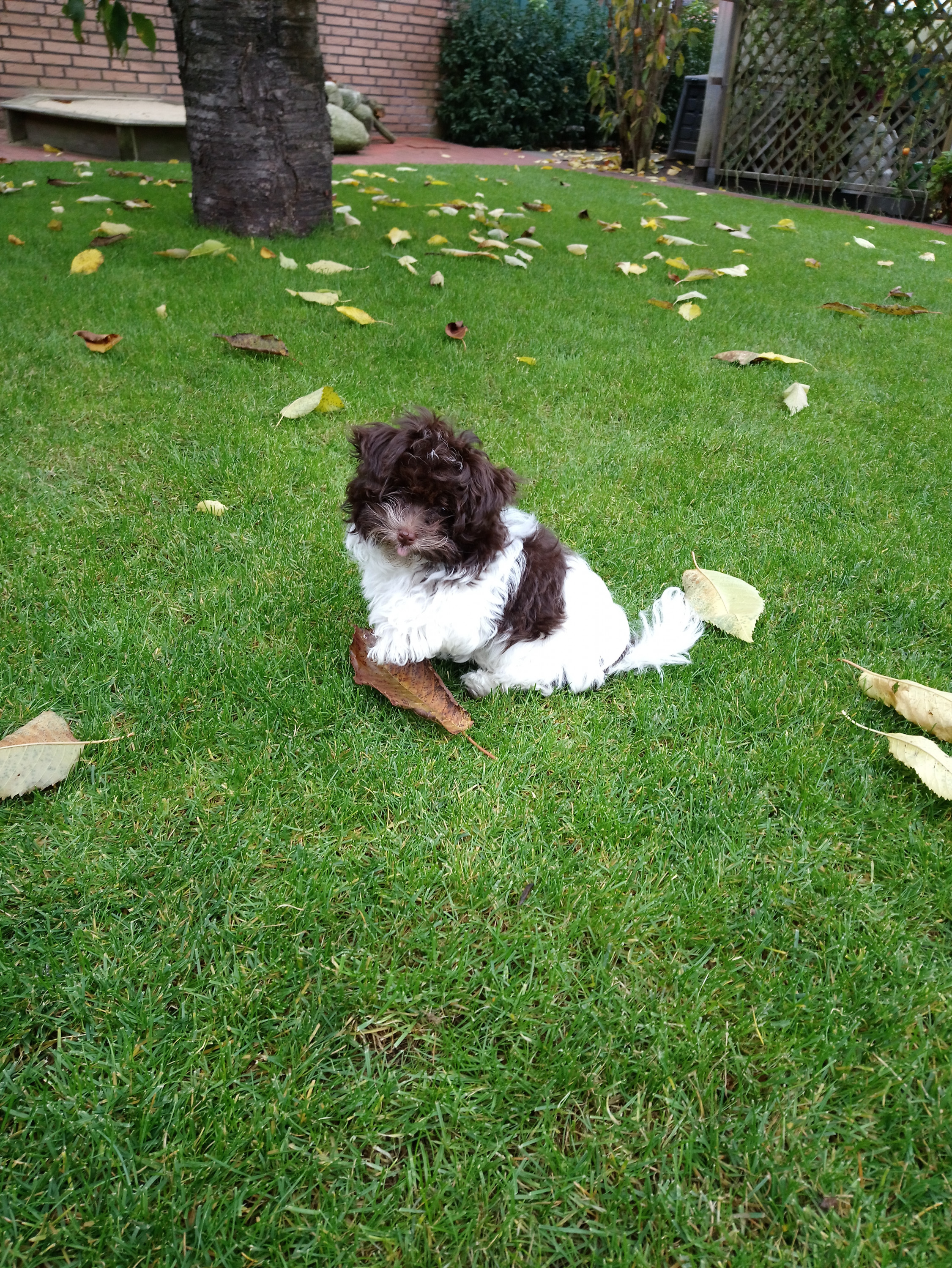 Nicki liebt Blätter