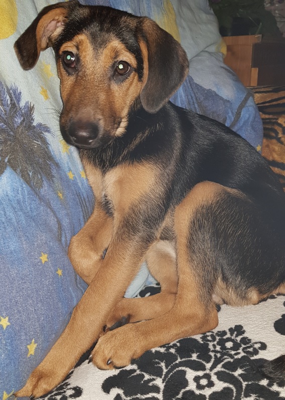 Unschuldig, aber eine kleine freche Hundin Welpin