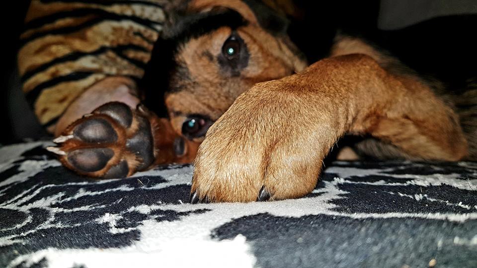 Kira hält erst mal ein Mittags Schläfchen