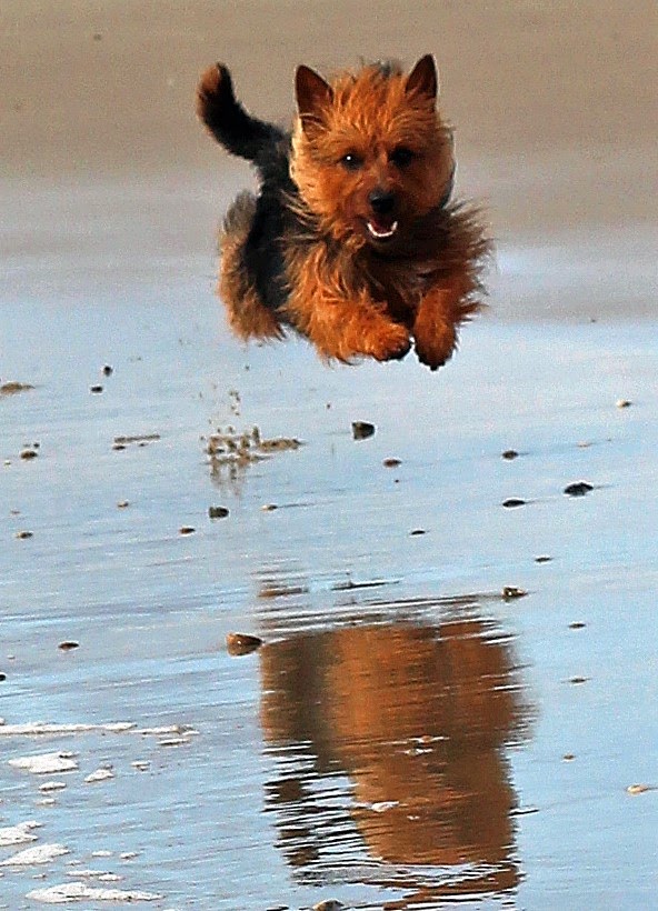 Samy fliegt