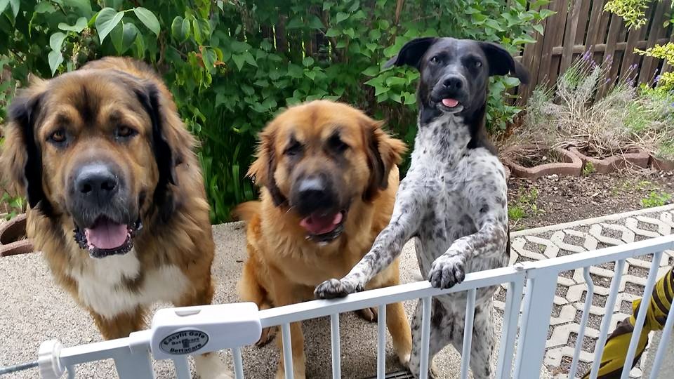 die Drei von der Tankstelle (Coda, Hvita, Lexy)