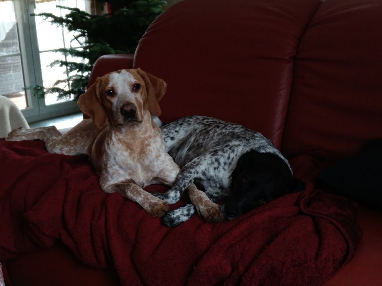 Spanierin Rufilla (braun/weiß) und Lexy (schwarz/weiß)