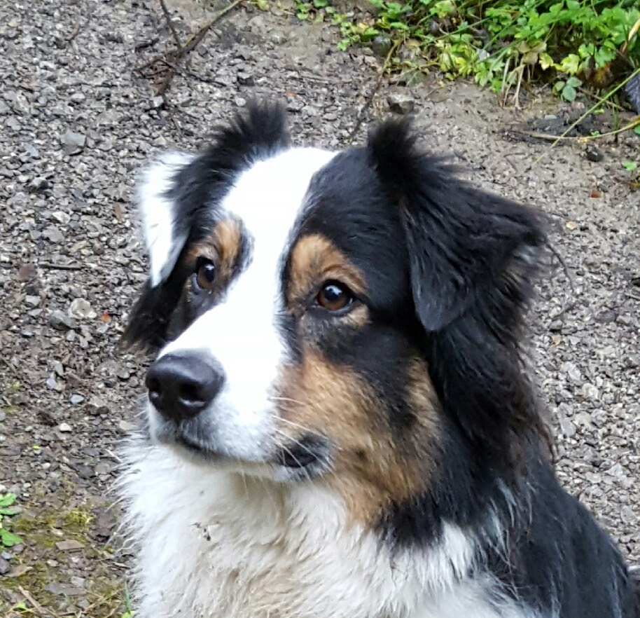 Maya