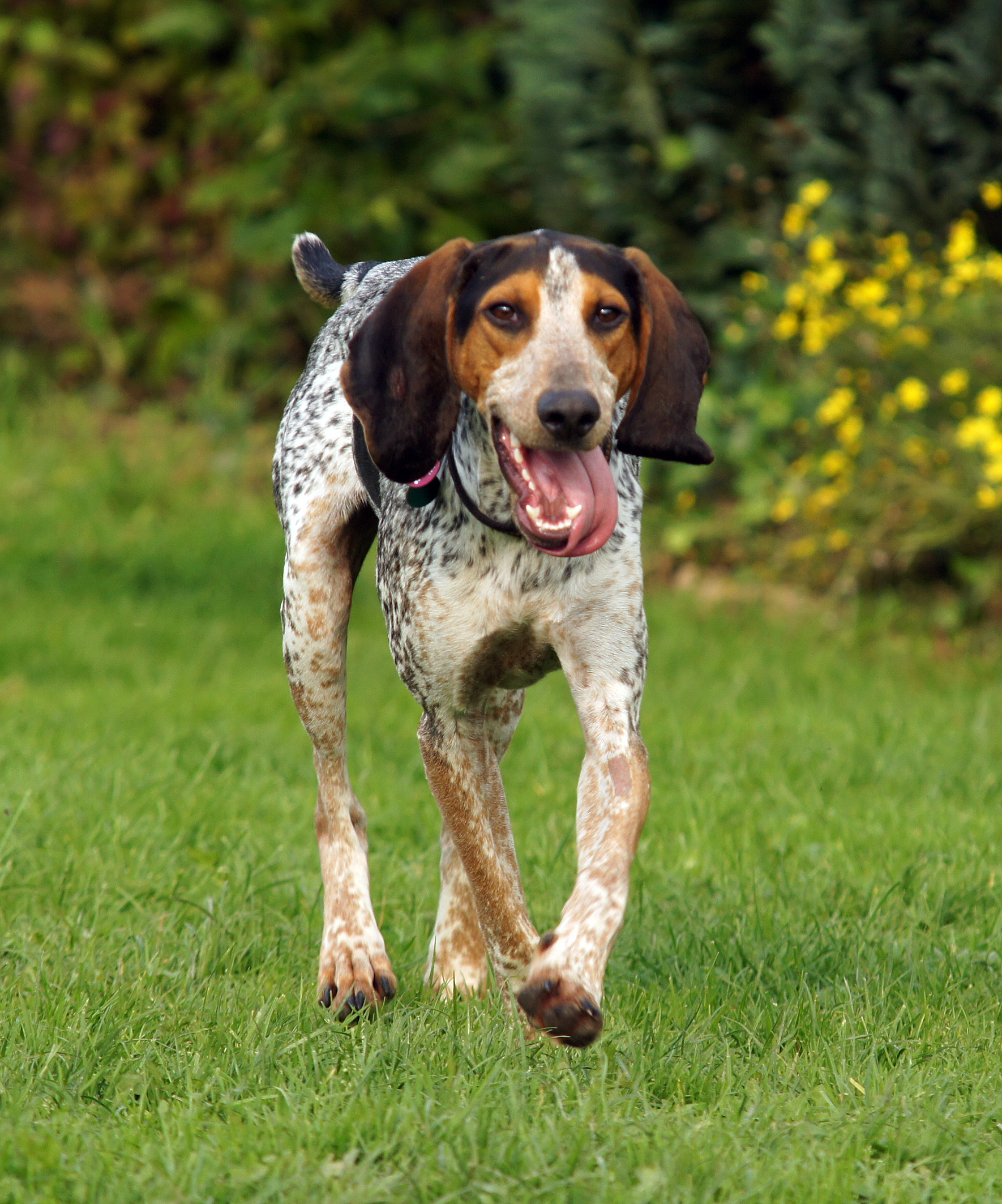 Bluetick Coonhound (Originalrasse Petit bleu de Gascogne)