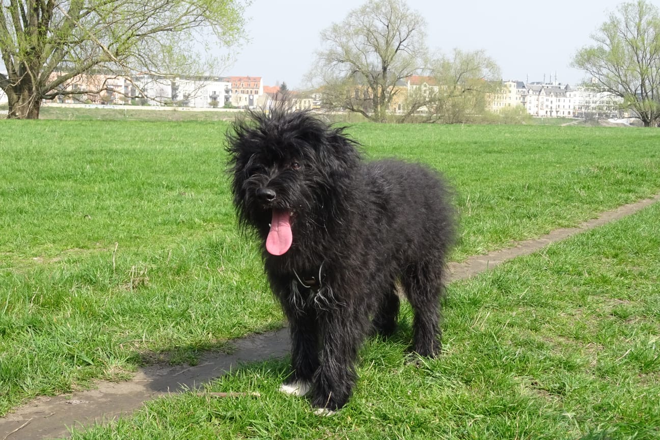 Bruno
