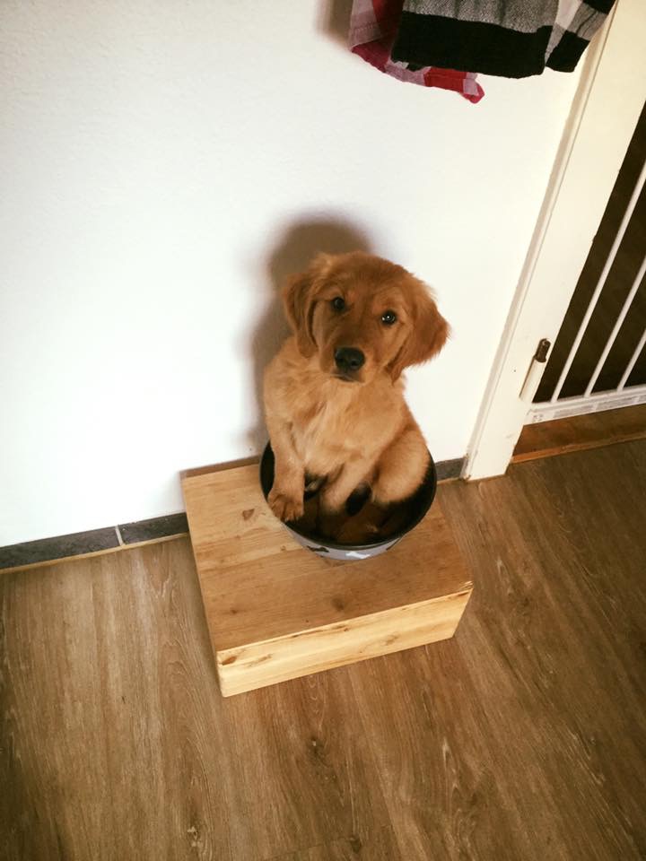 Golden Power