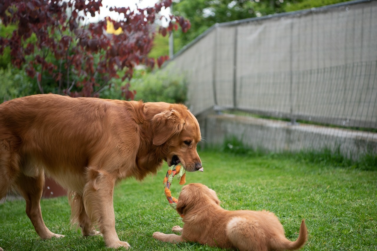 Golden Power