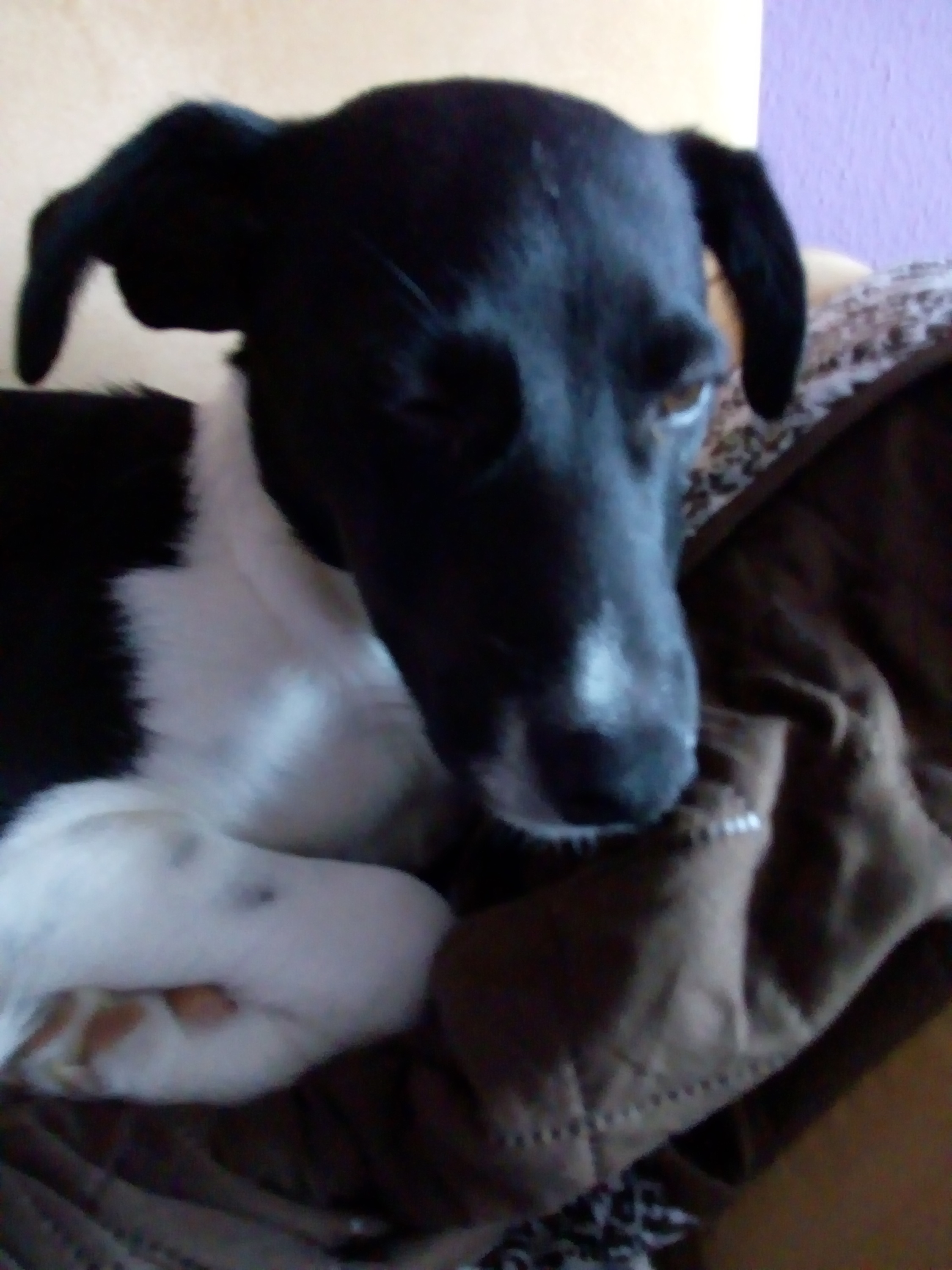 Loki auf der Couch decke