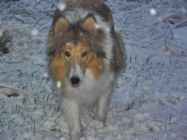 Das Hütetier im Schnee