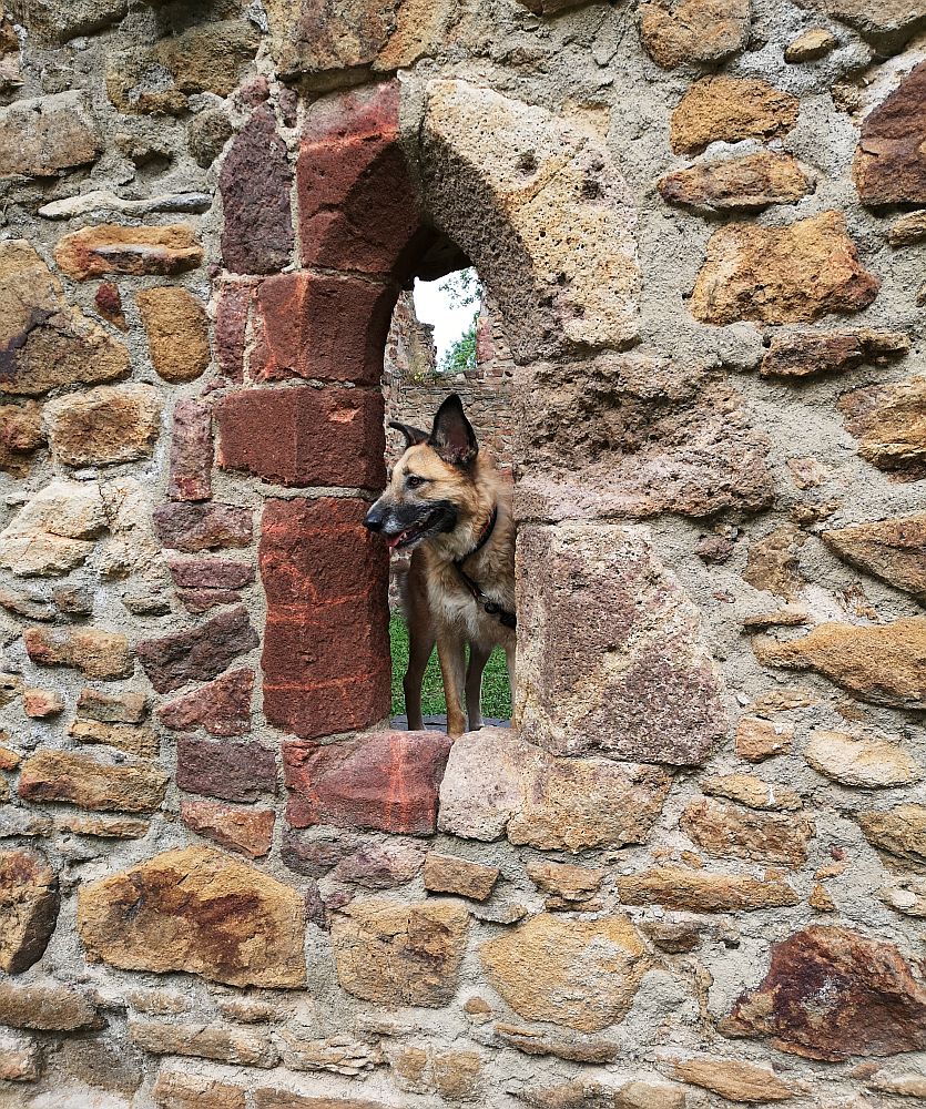 Klosterruine Nimbschen