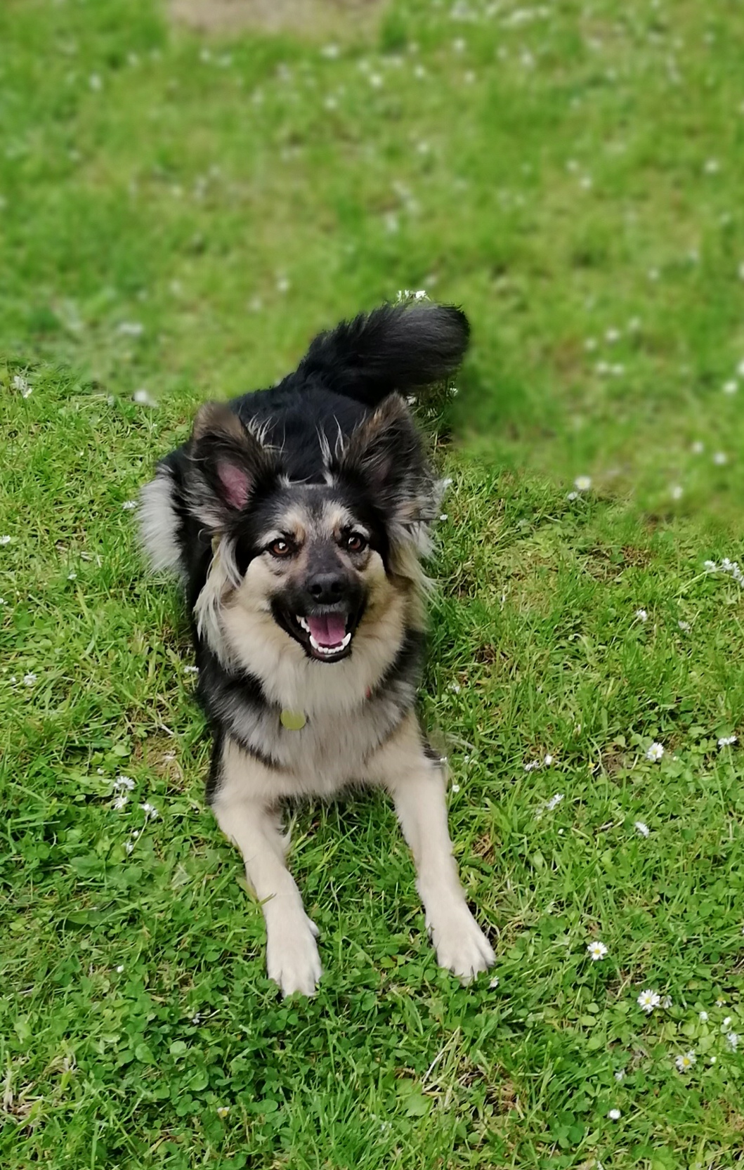 Bella im Garten