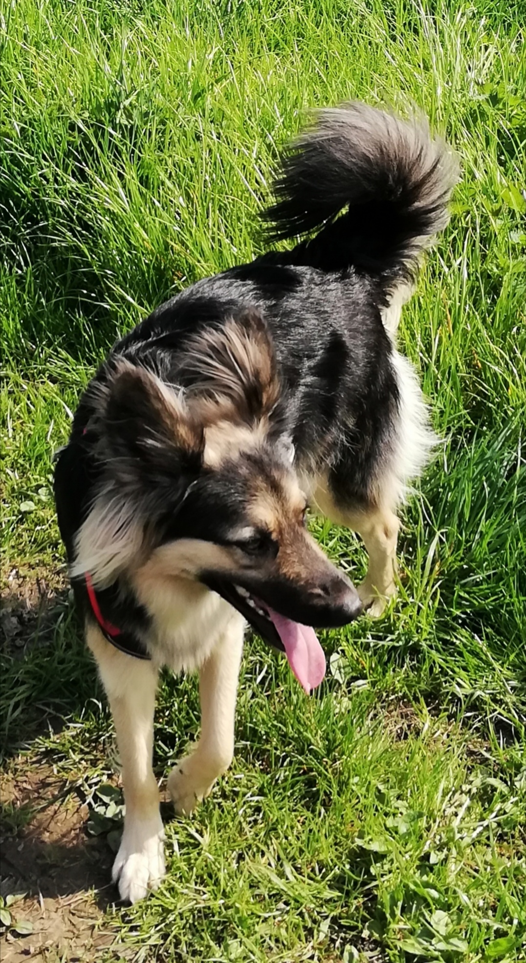 Bella im Garten